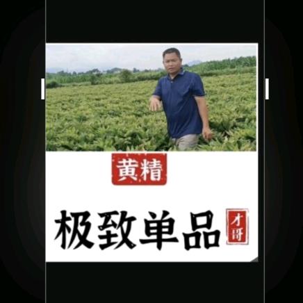 玉竹黄精#才哥