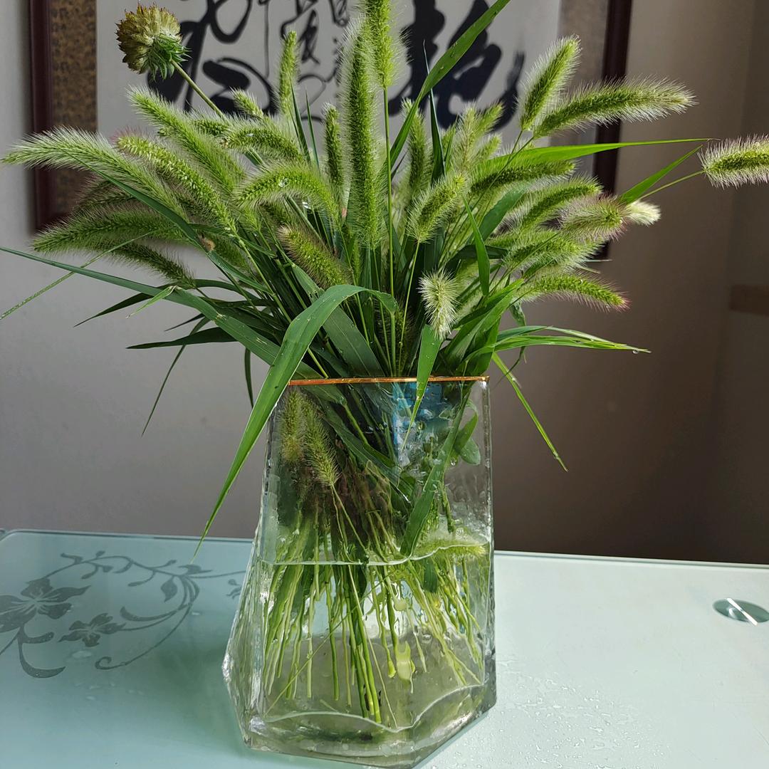 卷心菜菜