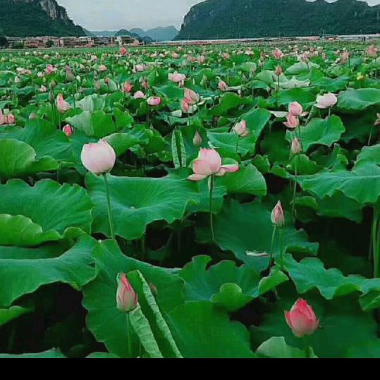 单🌷亲🌷妈🌷妈