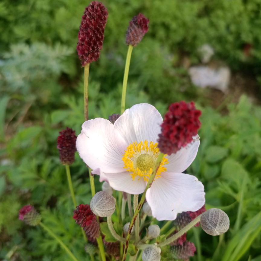 泡泡