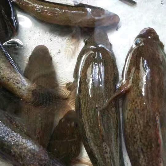 我的鱼🐠鱼🐠鱼🐟