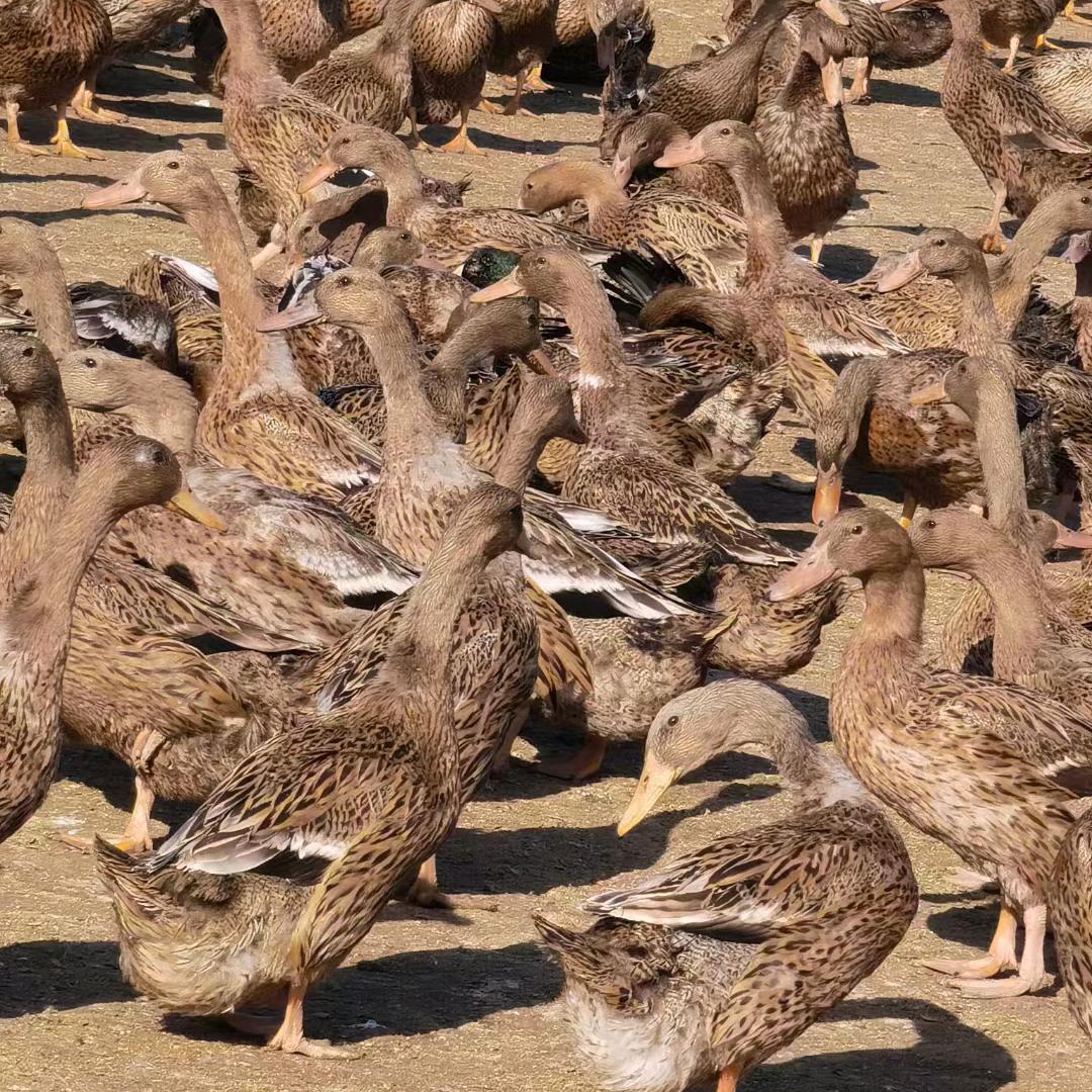 山东锦华鸭业