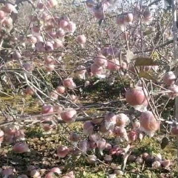 丰县成平果蔬种植家庭农场