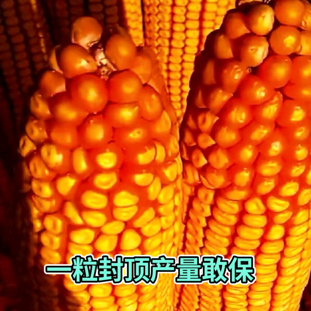 shuonongcun2