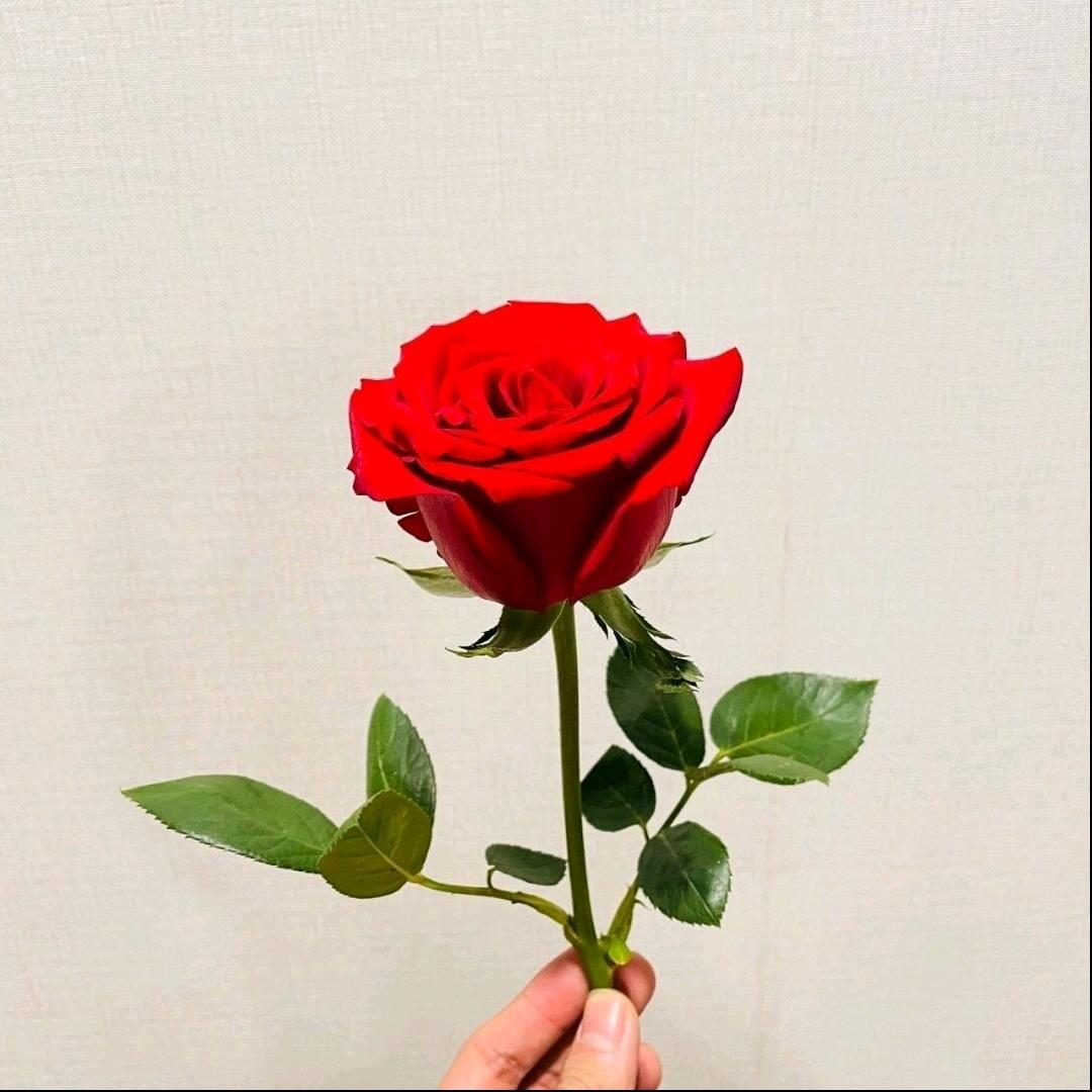 明天会更好【唯】