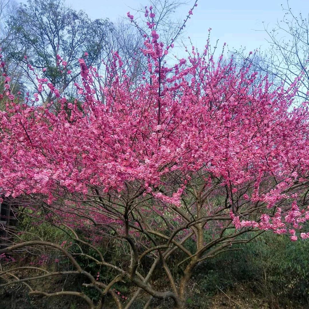 樱花树下的约会、T0D7