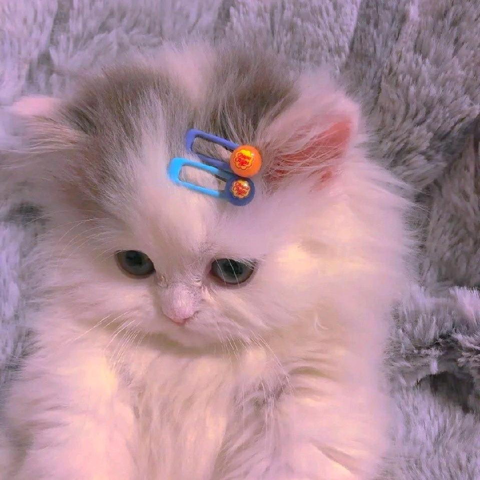 参商☊