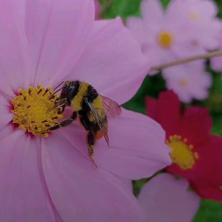 🌈*🌈美丽！珍贵