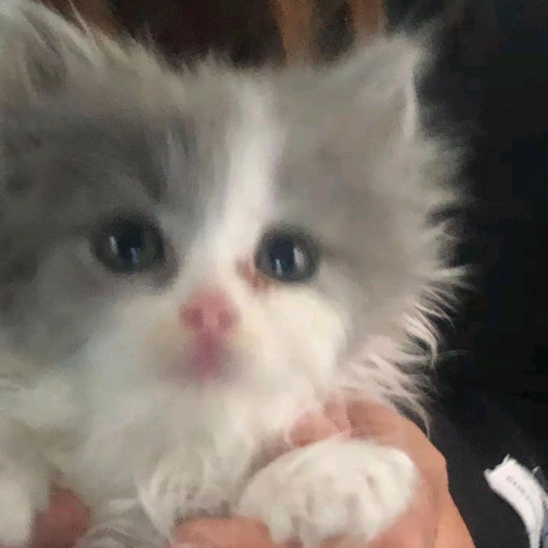 Shi