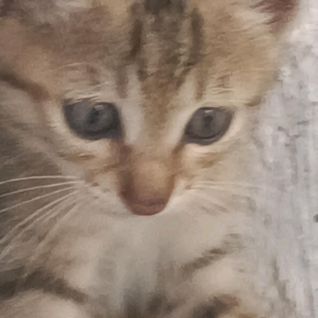 荣珍