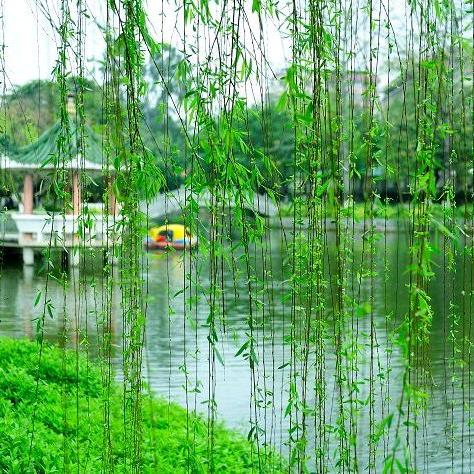 杨柳