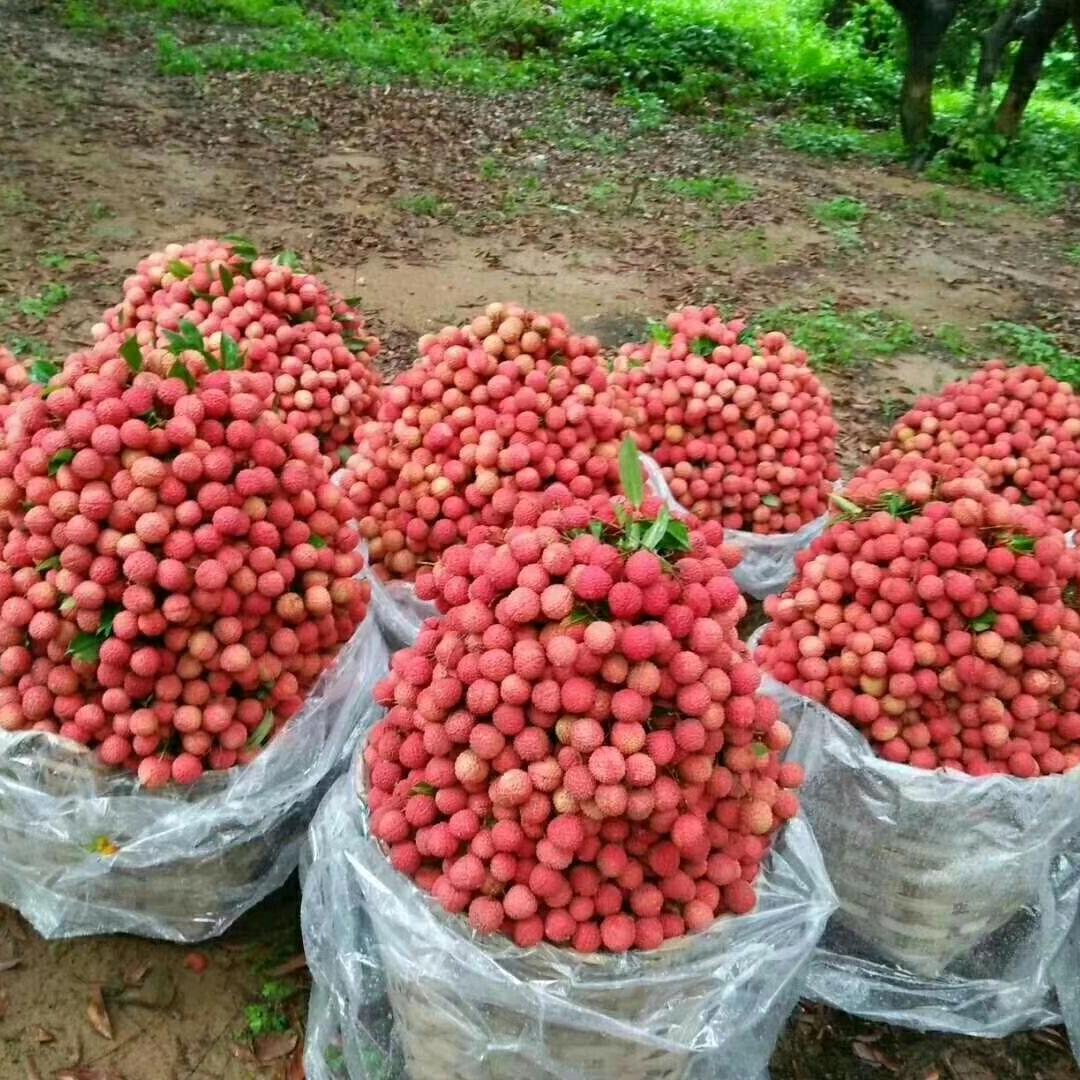 公明龙胜荔枝园