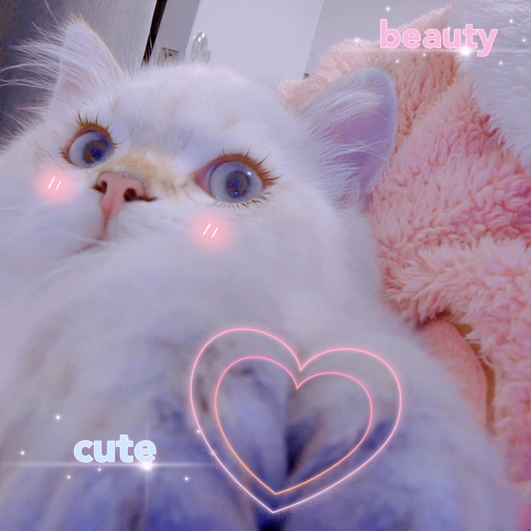 腮红猫