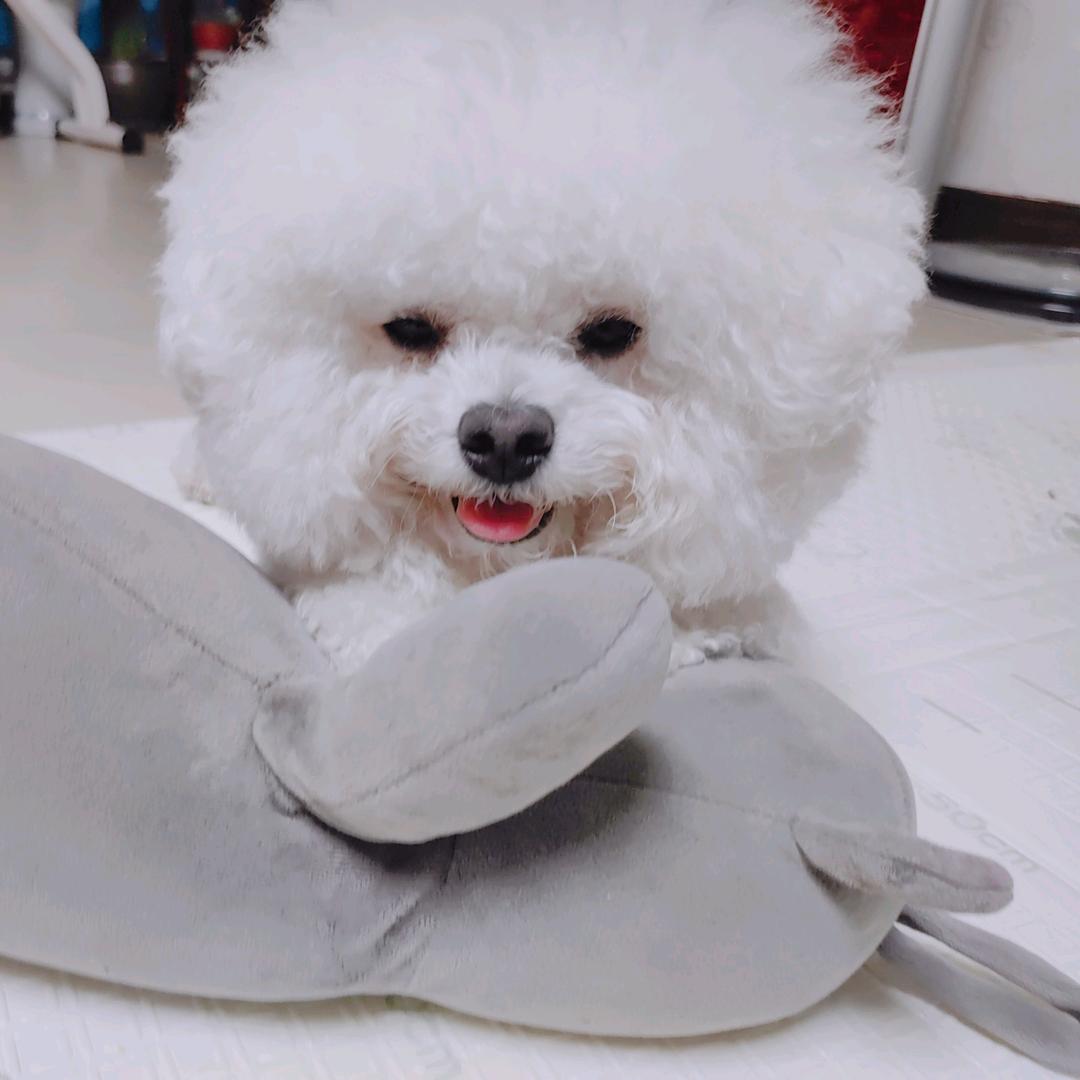 比熊梦梦头像