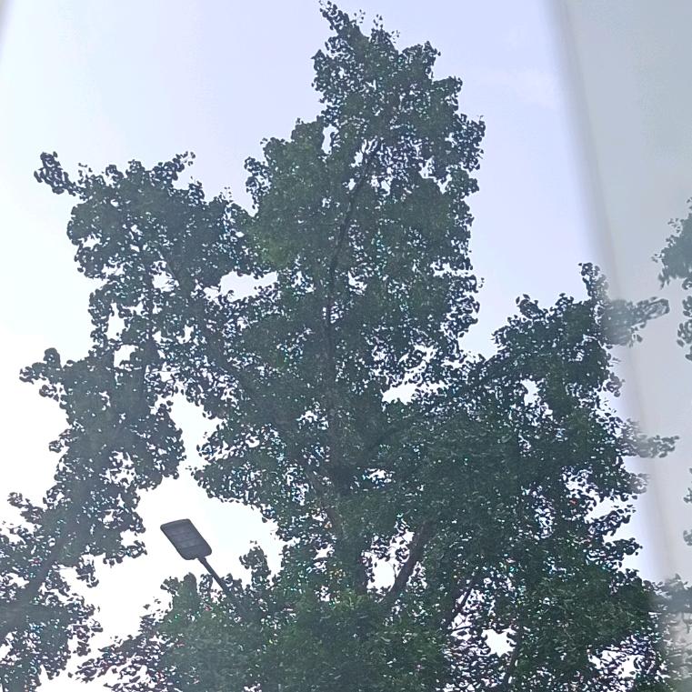 水晶体育