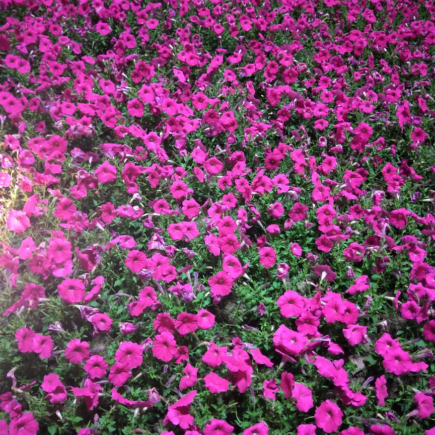 雨蝶🐰