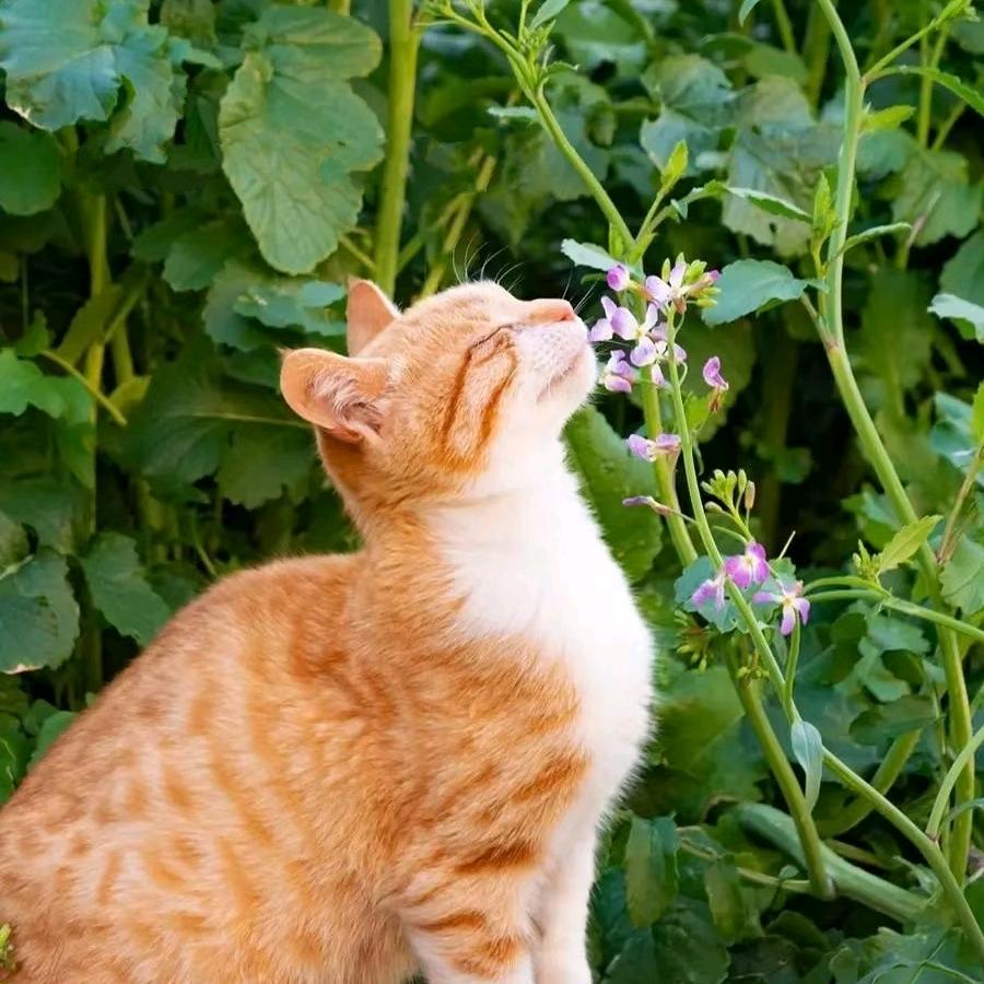 小懒🍔（姐妹版）