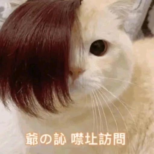 黑皮劲育小奶螂