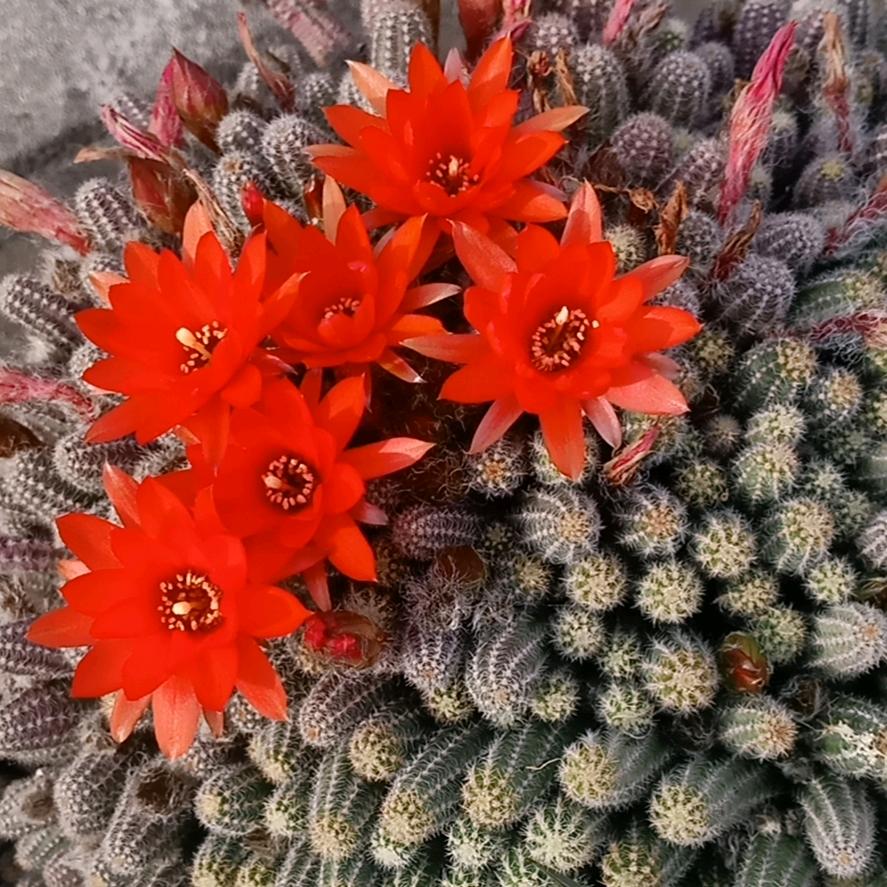 知善知恶是良知！为善去恶是格物！无善无恶