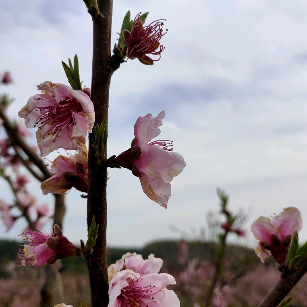 ♥敢拼才会赢 ♥