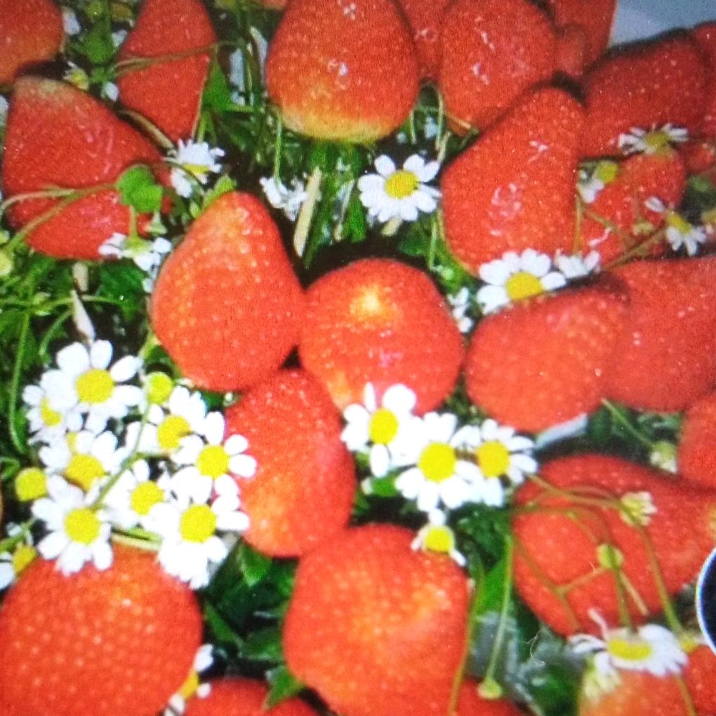 爱养花的李老头