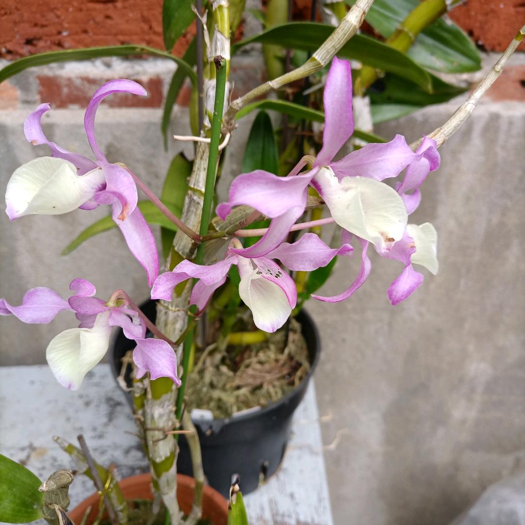 余爱明