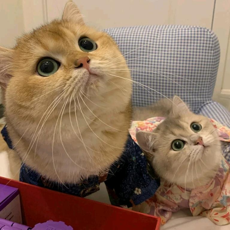 可乐你回来