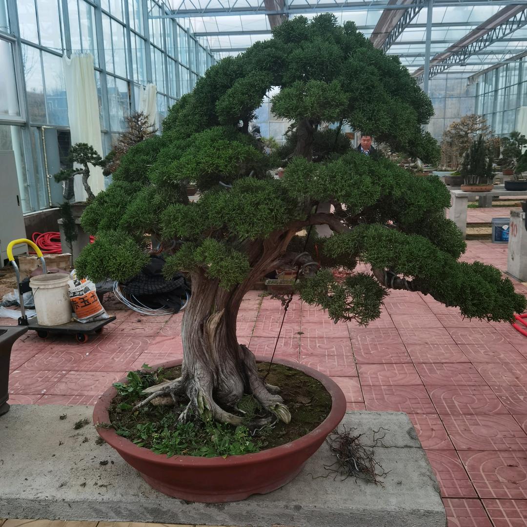 众诚黑松盆景