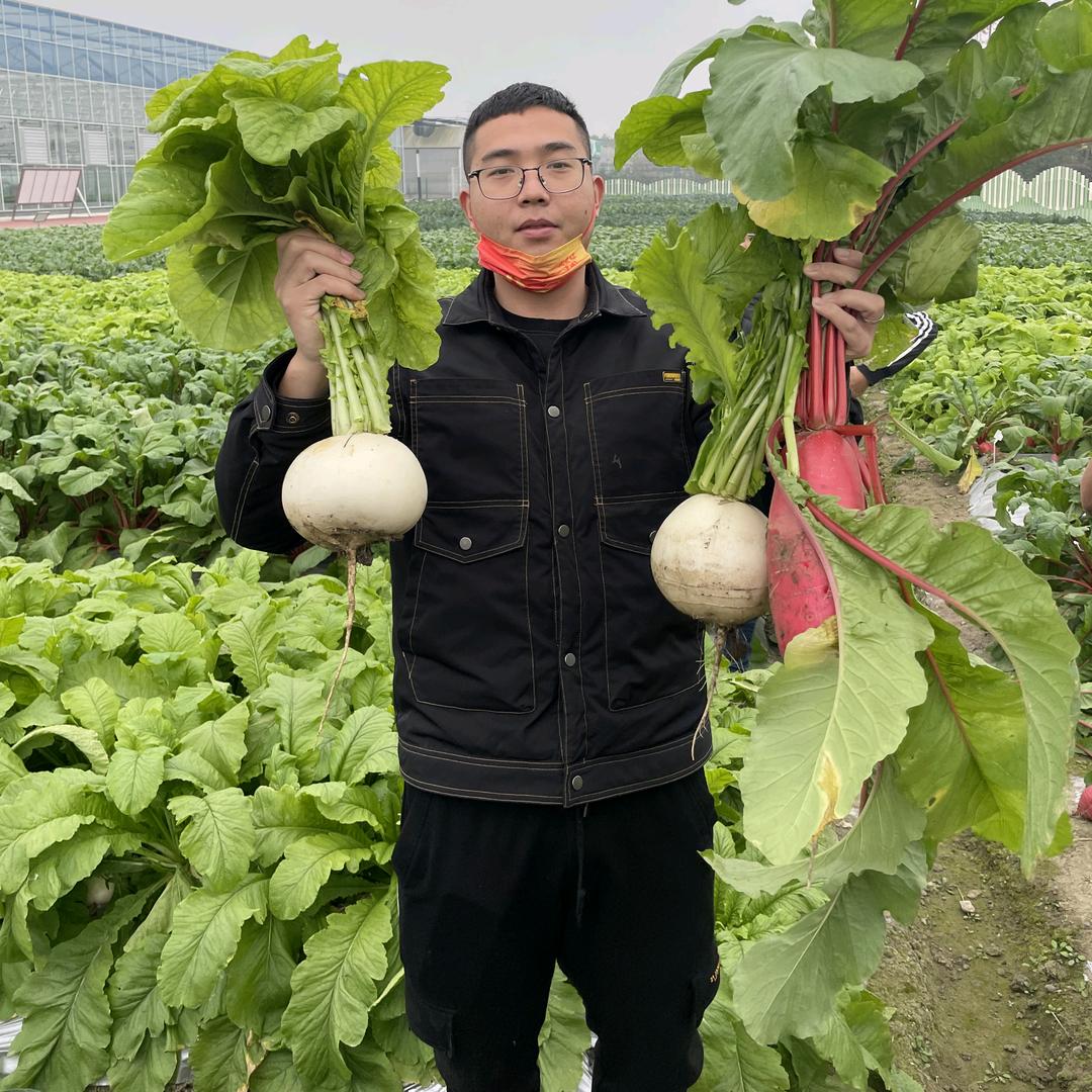 轩阳优选种子