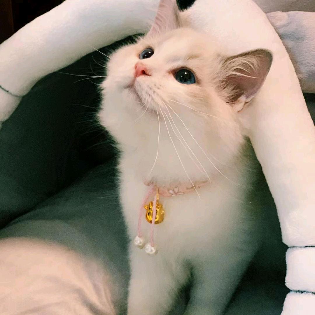 情爽