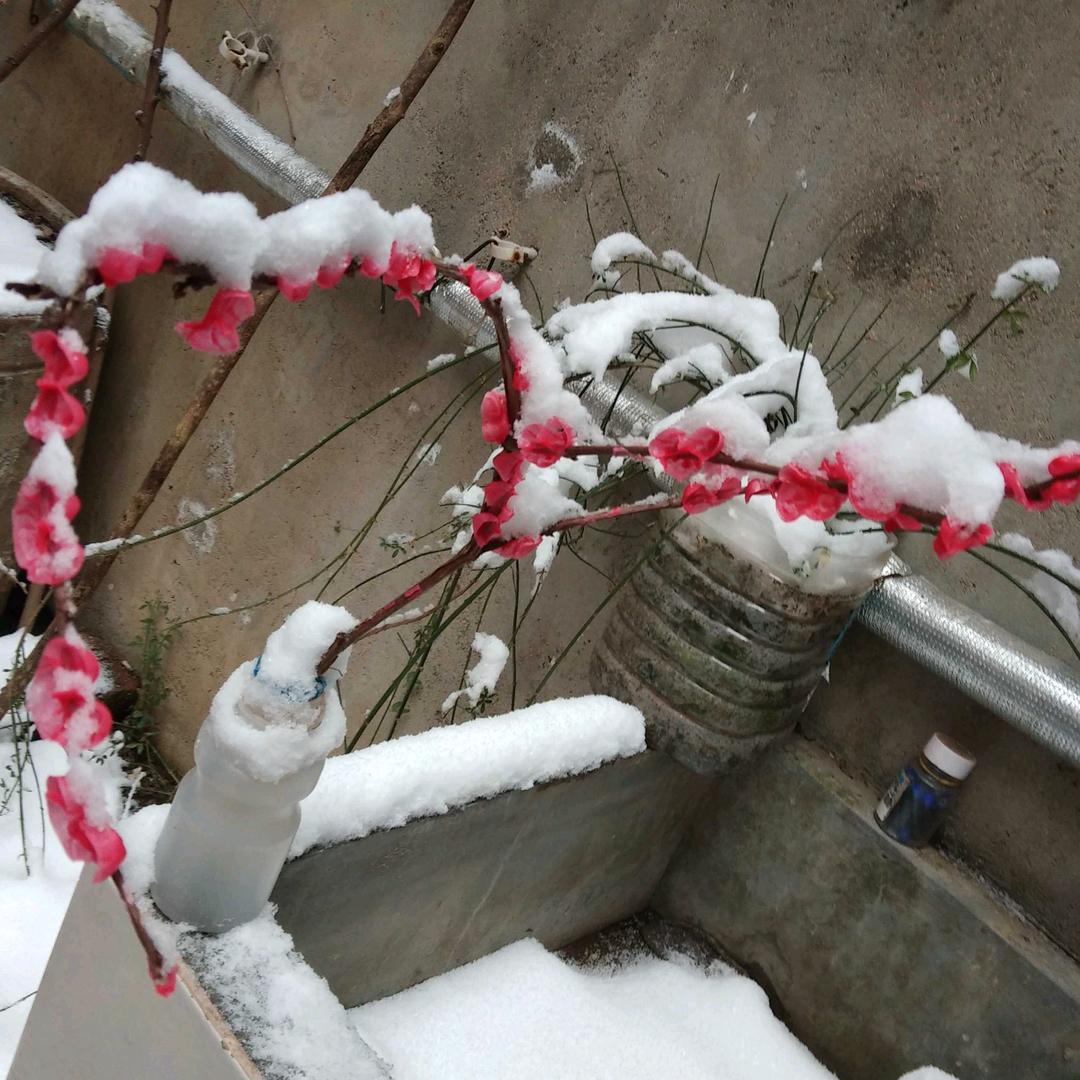 雪梅花🌸