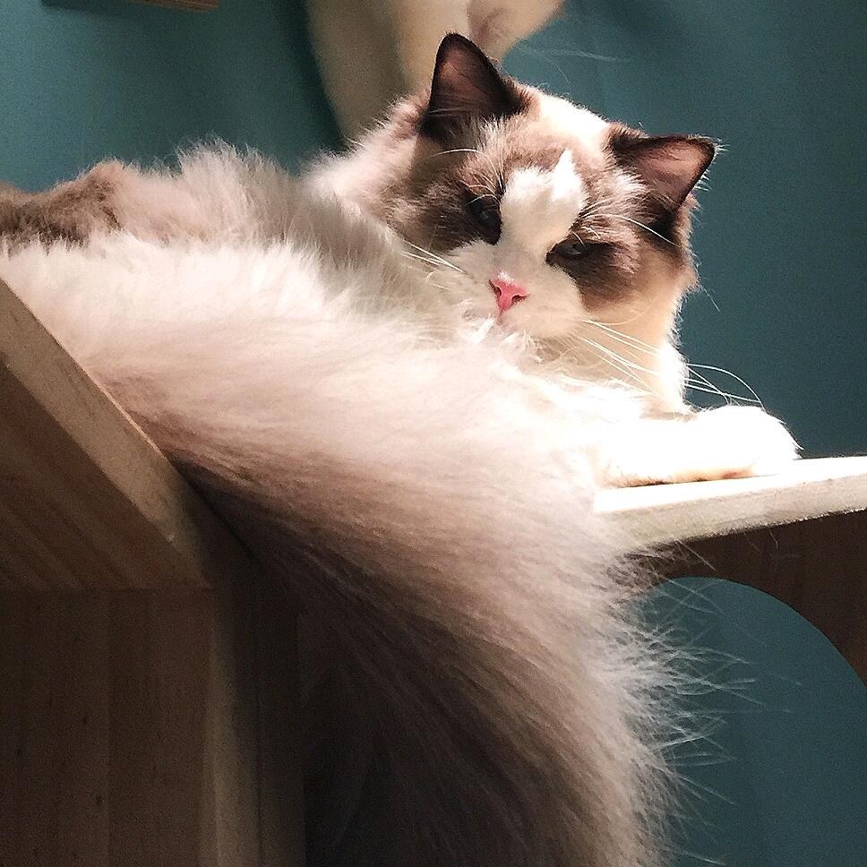 大七（专业铲屎官）