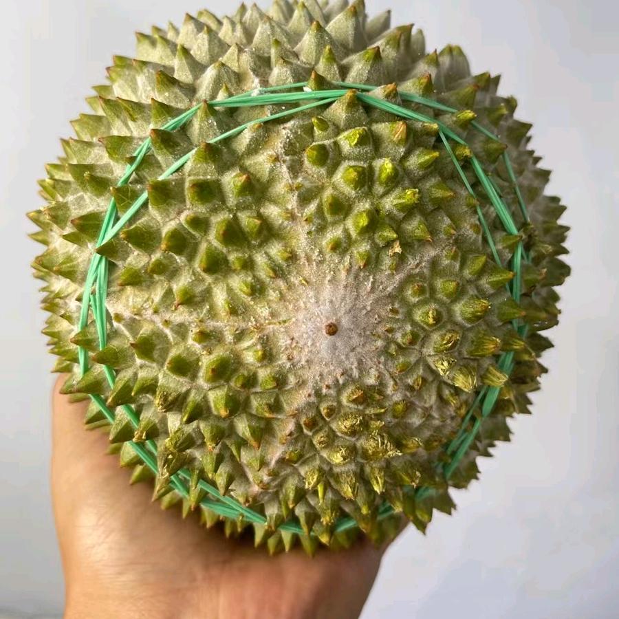 海吉星卖水果的海纳