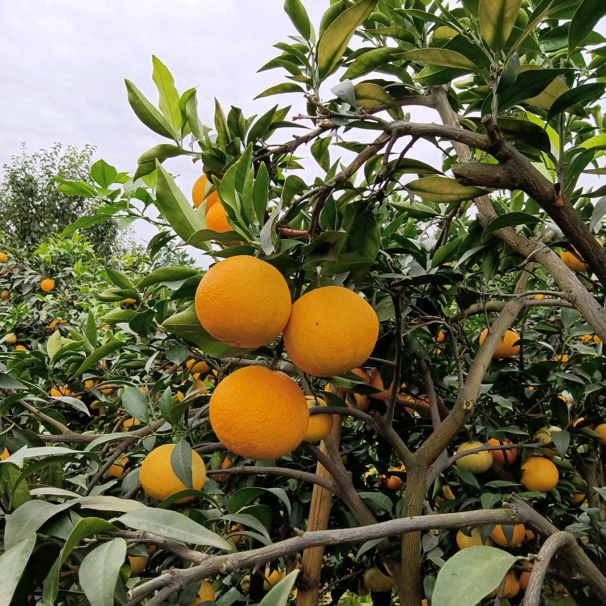 伟哥爱媛果冻橙