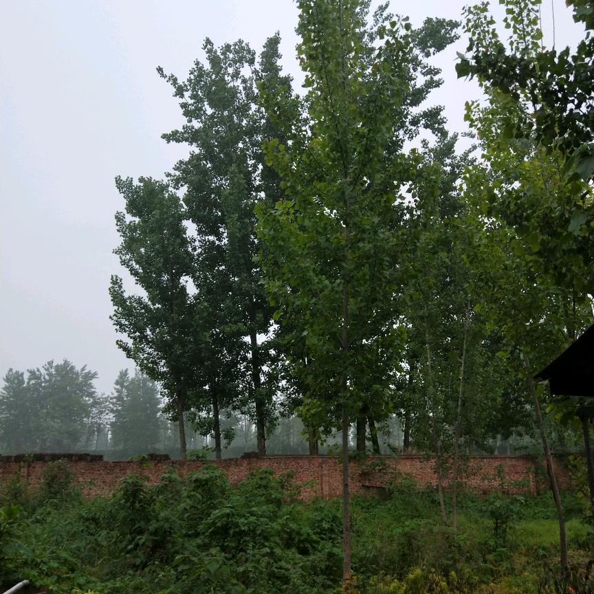 吴台镇刘三关行政村网防专员