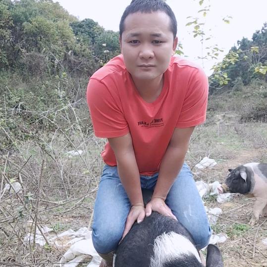 蜂王散养猪
