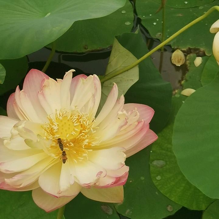 低温袋，包装袋生产厂家