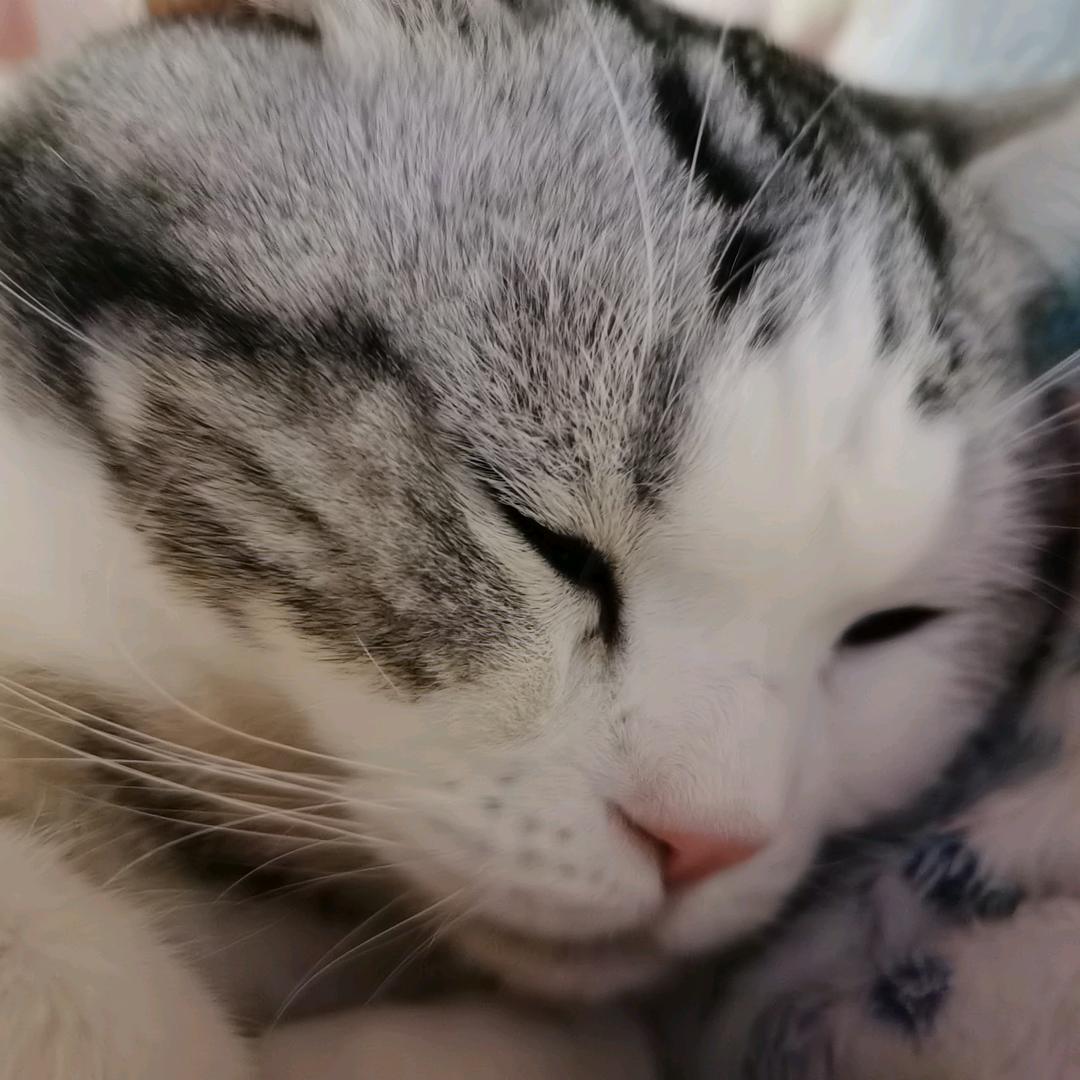 李有点胖