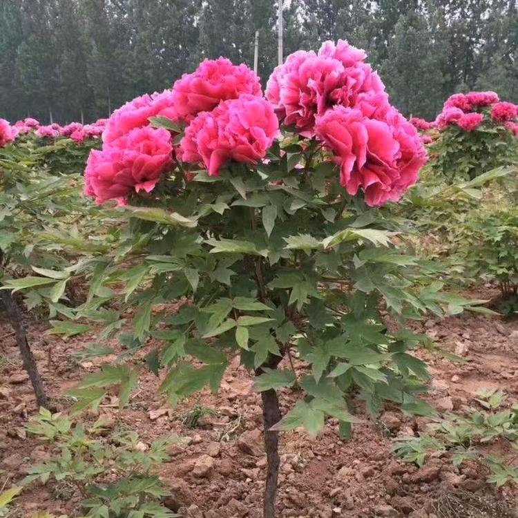 雨丝