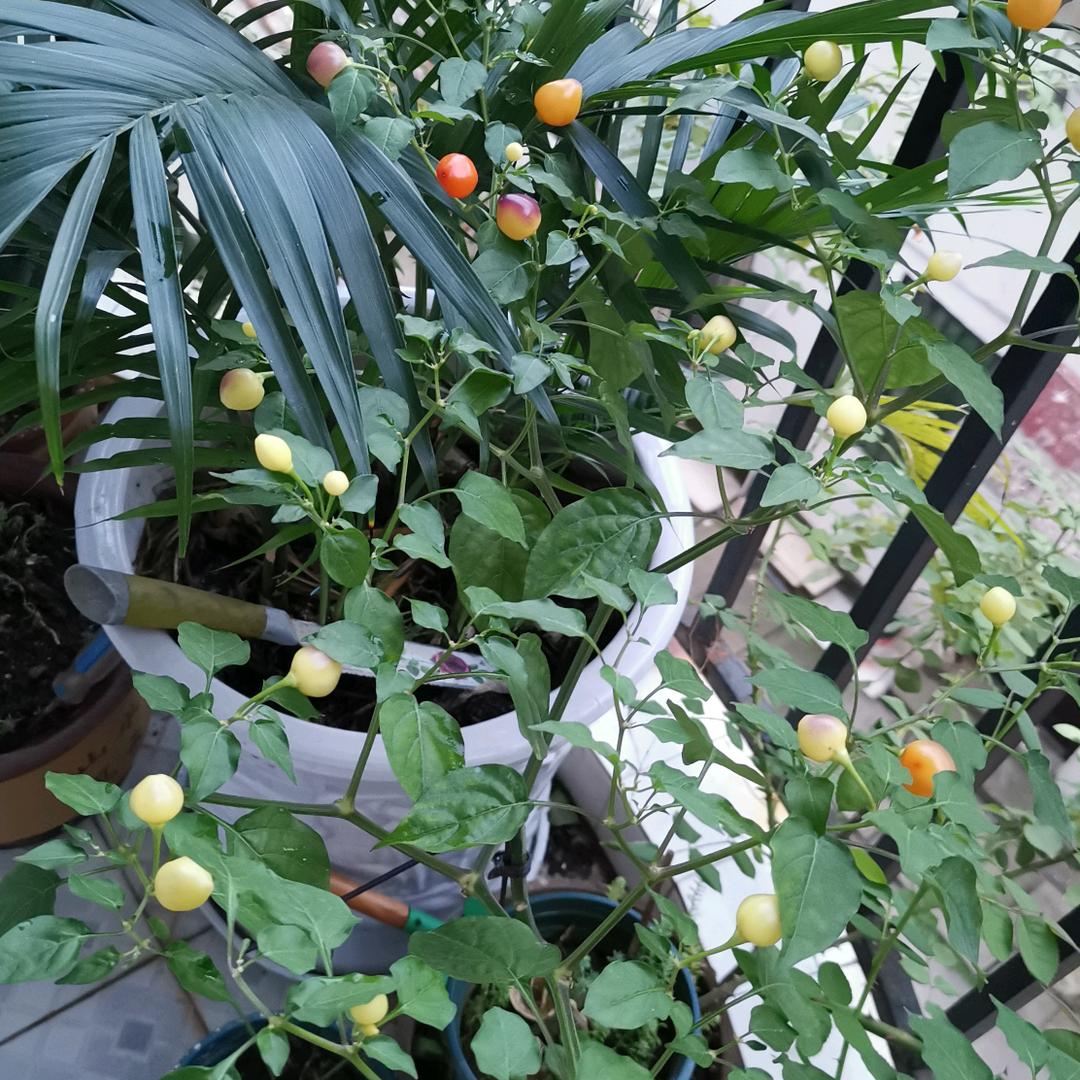 开心🍎