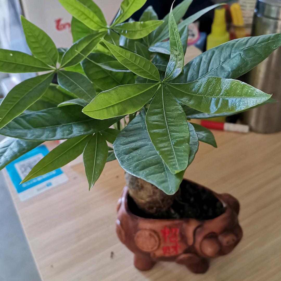 常年销售代育铁杆葱苗