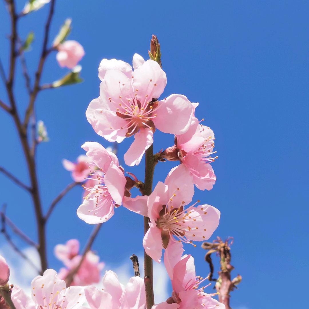 杜绢花