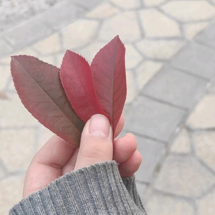 @相忘于江湖头像