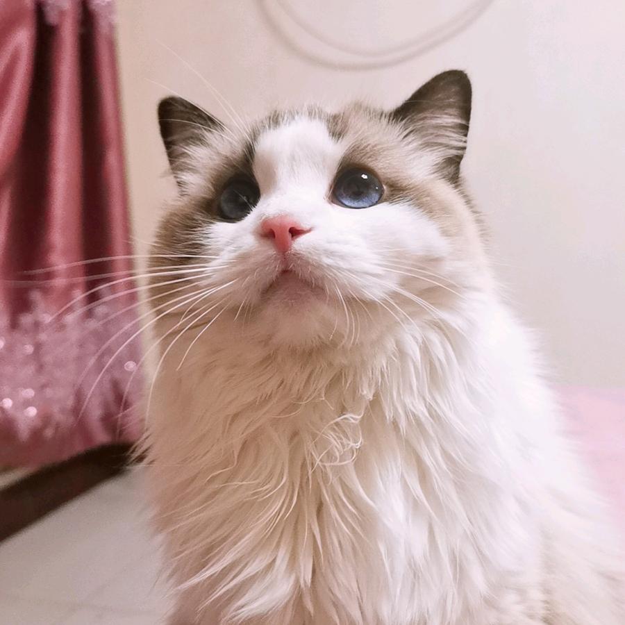 狗子喵喵