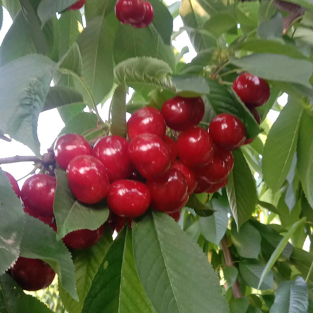 王荣