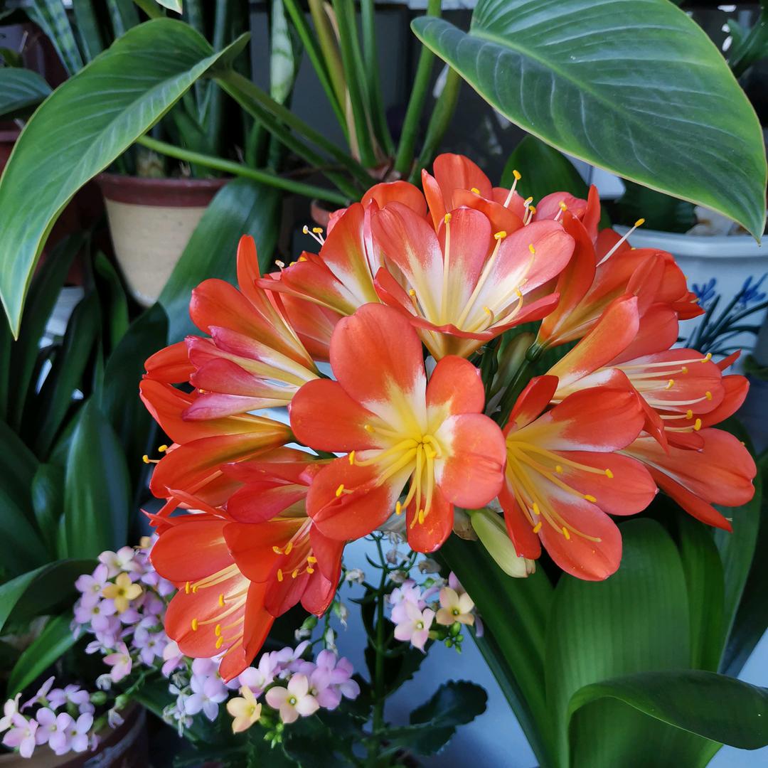 🍀小燕子🌟💫🌟揽清幽🌿