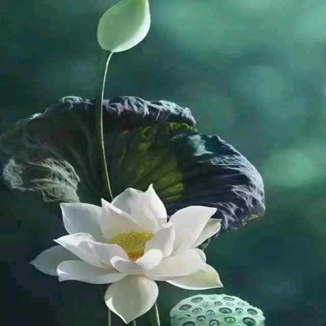华丽转身💃