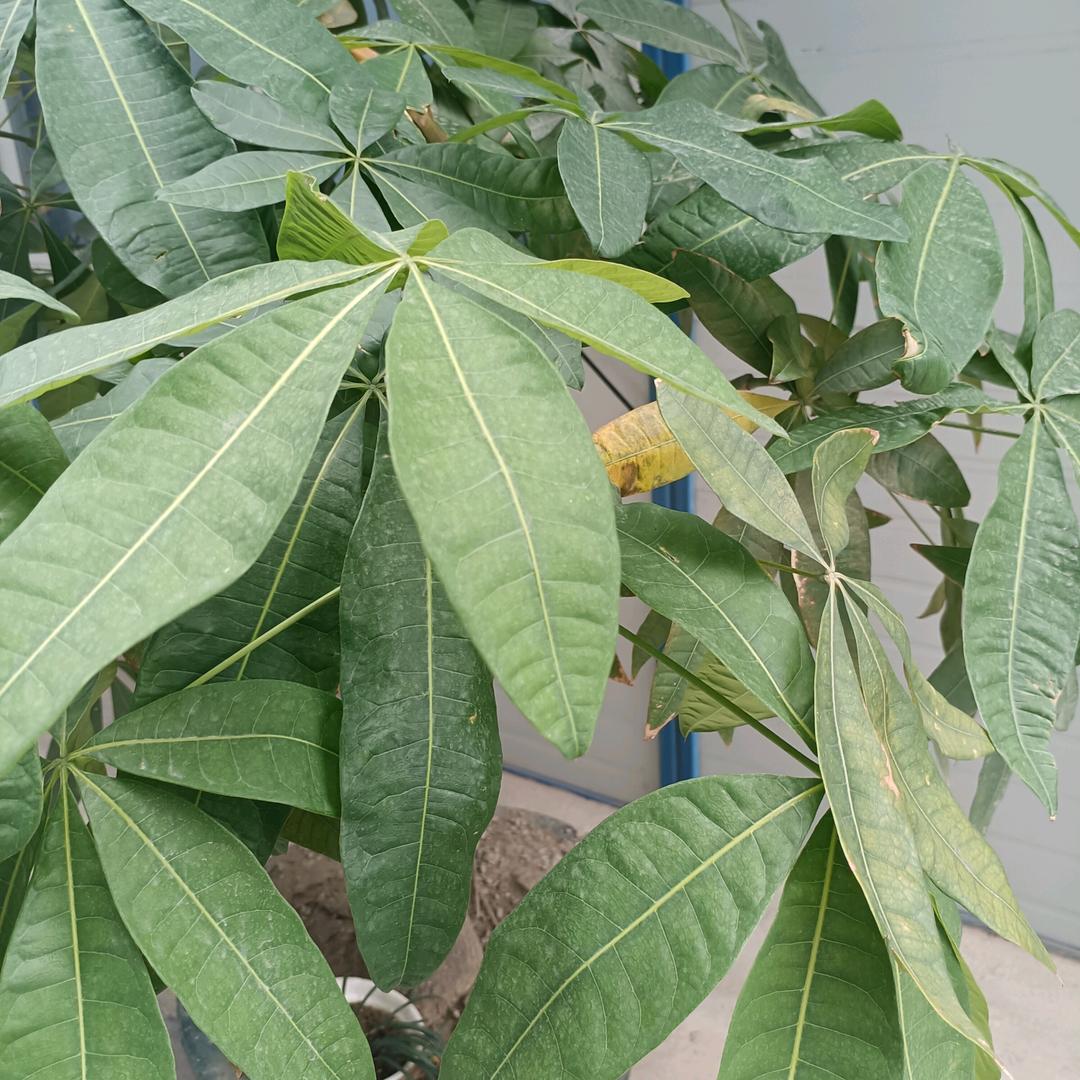郑振奇