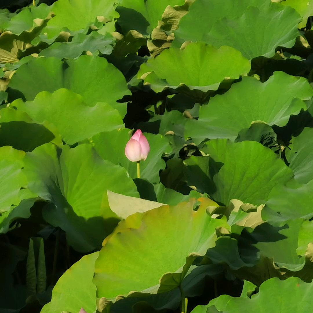 用户2190635419408空谷幽兰