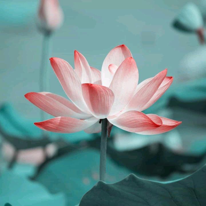 仙娥